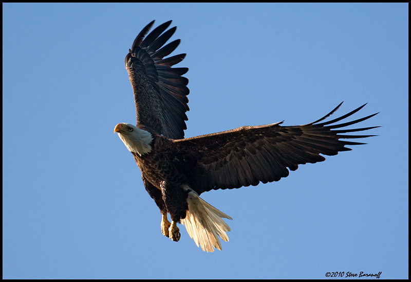 _0SB8974 american bald eagle.jpg